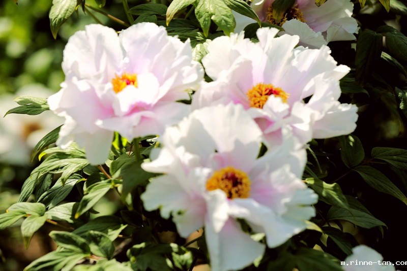 1744944575112863.jpg FB3A3708_edit_36662120350134.jpg